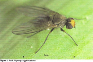 Rudarske mušice - mali, ali vrlo proždrljivi kukci Rudarske mušice - mali, ali vrlo proždrljivi kukci